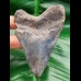 9,6 cm Zahn des Megalodon mit schöner Färbung
