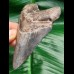9,6 cm Zahn des Megalodon mit schöner Färbung