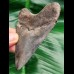9,6 cm tooth of megalodon with beautiful coloration