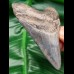 9,6 cm tooth of megalodon with beautiful coloration