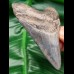 9,6 cm Zahn des Megalodon mit schöner Färbung