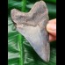 9,6 cm Zahn des Megalodon mit schöner Färbung