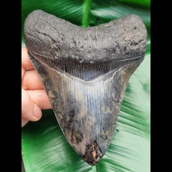 14.9 cm massive tooth of Megalodon with Pyrit inlay at tip