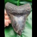 14.9 cm massive tooth of Megalodon with Pyrit inlay at tip