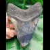 14.9 cm massive tooth of Megalodon with Pyrit inlay at tip