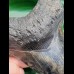 14.9 cm massive tooth of Megalodon with Pyrit inlay at tip