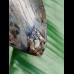 14.9 cm massive tooth of Megalodon with Pyrit inlay at tip