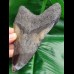 14.9 cm massive tooth of Megalodon with Pyrit inlay at tip