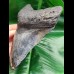 14.9 cm massive tooth of Megalodon with Pyrit inlay at tip
