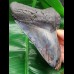 14.9 cm massive tooth of Megalodon with Pyrit inlay at tip
