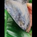 14.9 cm massive tooth of Megalodon with Pyrit inlay at tip