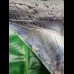 14.9 cm massive tooth of Megalodon with Pyrit inlay at tip