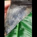 14.9 cm massive tooth of Megalodon with Pyrit inlay at tip