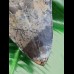 14.9 cm massive tooth of Megalodon with Pyrit inlay at tip