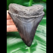 11,6 cm black tooth of Megalodon
