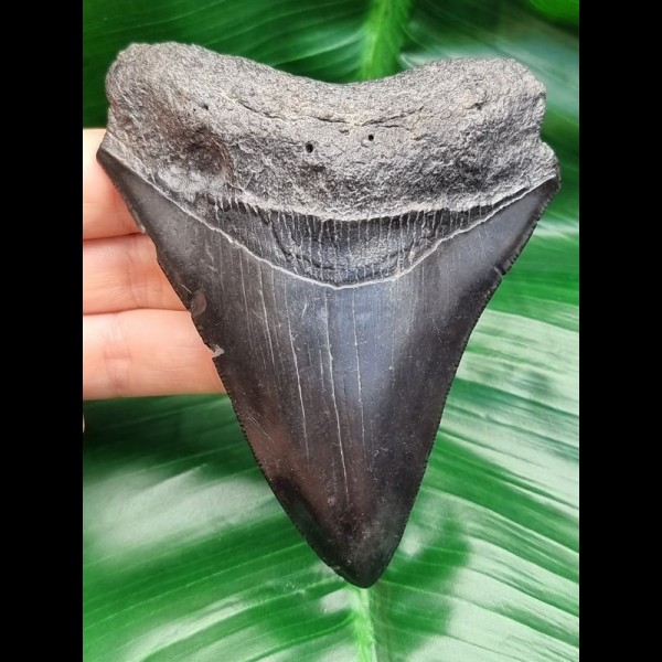 11,6 cm schwarzer Zahn des Megalodon