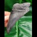 11,6 cm schwarzer Zahn des Megalodon