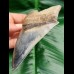 12.3 cm razor sharp blue tooth of Megalodon from Indonesia