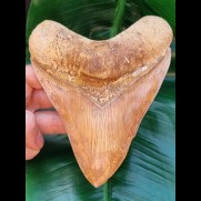14,2 cm farbprächtiger Zahn des Megalodon aus Indonesien