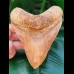 14,2 cm colorful tooth of Megalodon from Indonesia