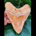14,2 cm colorful tooth of Megalodon from Indonesia