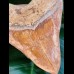 14,2 cm colorful tooth of Megalodon from Indonesia