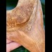 14,2 cm colorful tooth of Megalodon from Indonesia