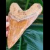 14,2 cm colorful tooth of Megalodon from Indonesia