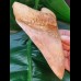14,2 cm colorful tooth of Megalodon from Indonesia