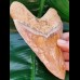 14,2 cm colorful tooth of Megalodon from Indonesia
