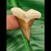 3.6 cm fantastic tooth of Hempiristis serra from Bone Valley