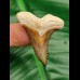 3,6 cm fantastischer Zahn des Hempiristis serra aus dem Bone Valley