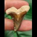 3,6 cm fantastischer Zahn des Hempiristis serra aus dem Bone Valley