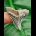 3.5 cm beautifully serrated tooth of Hempiristis serra from Lee Creek