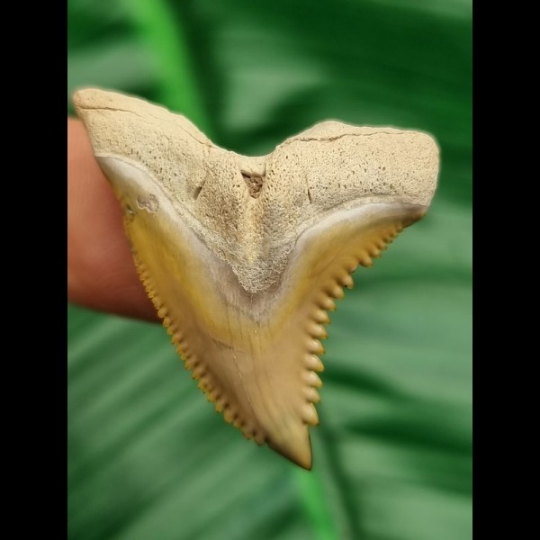 3,4 cm scharfer goldfarbener Zahn des Hempiristis serra aus dem Bone Valley