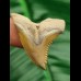 3.4 cm sharp golden tooth of Hemipristis serra from Bone Valley