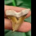 3,4 cm scharfer goldfarbener Zahn des Hempiristis serra aus dem Bone Valley