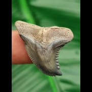 3,0 cm scharfer blaugrauer Zahn des Hempiristis serra aus Florida