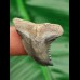 3,0 cm scharfer blaugrauer Zahn des Hempiristis serra aus Florida