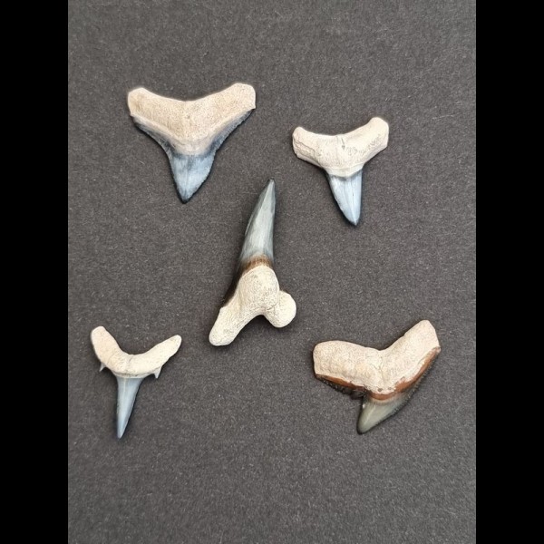 3,0-2,0 Set von 5 fossilen Haizähnen aus dem Bone Valley