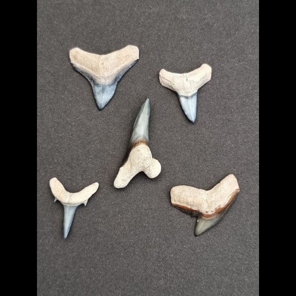 Lot of 5 fossil shark teeth from Bone Valley