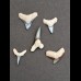 Lot of 5 fossil shark teeth from Bone Valley