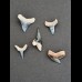 3,0-2,0 Set von 5 fossilen Haizähnen aus dem Bone Valley