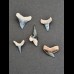 Lot of 5 fossil shark teeth from Bone Valley