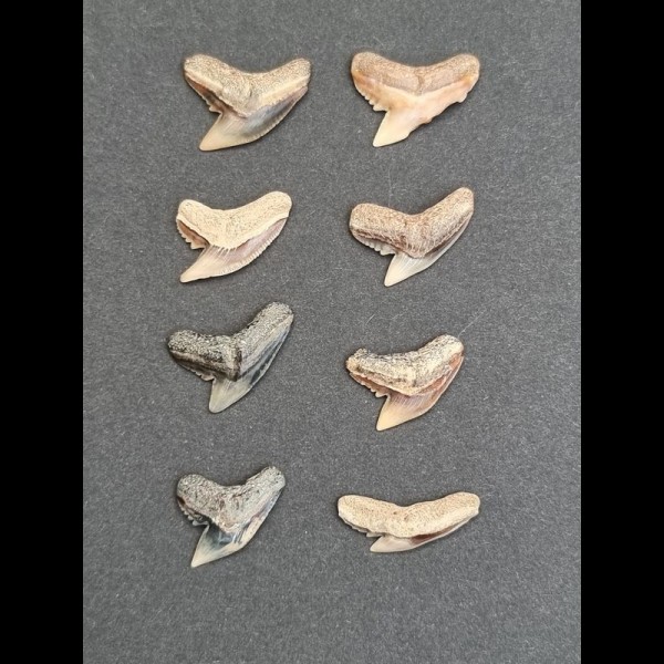 Set of 8 teeth of Galeocerdo aduncus -Tiger shark
