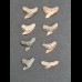 Set aus 8 Zähnen des Galeocerdo aduncus -  Tigerhai