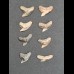 Set of 8 teeth of Galeocerdo aduncus -Tiger shark