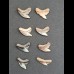 Set of 8 teeth of Galeocerdo aduncus -Tiger shark