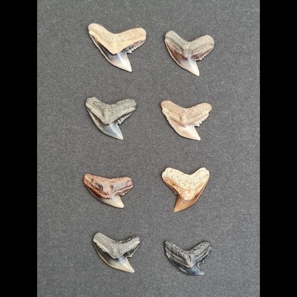 Set 8 teeth of Galeocerdo aduncus - Tiger shark