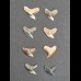 Set 8 teeth of Galeocerdo aduncus - Tiger shark